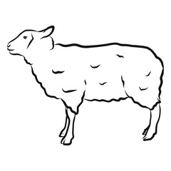Sheep hoof wool lamb sketch © Vexels