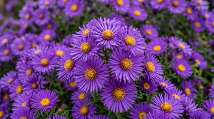 Fototapeta premium Sea Asters 