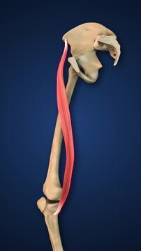 Sartorius Muscle Lower Limb Anatomy Medical Concept