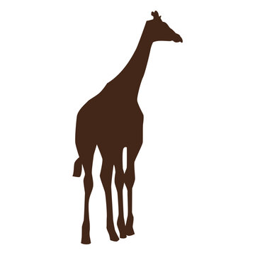 Giraffe neck tall long ossicones silhouette animal