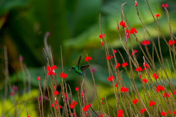 magnificent tropical red flowers (Stachytarpheta) with a green hummingbird ( Steely-vented Hummingbird) drinking their nectar while flying. © nic