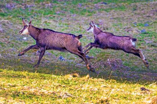 Gams - G&auml;mse - Allg&auml;u - Hochalpen - Allg&auml;u - Bad Hindelang - Hirschberg 