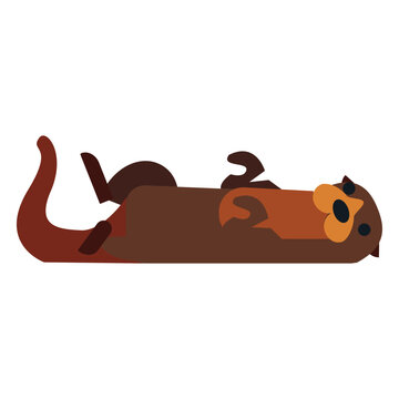 Kalan muzzle tail fur rounded flat