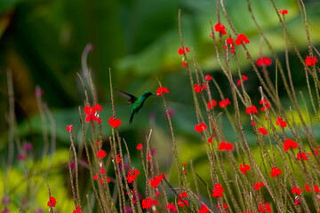 magnificent tropical red flowers (Stachytarpheta) with a green hummingbird ( Steely-vented Hummingbird) drinking their nectar while flying. © nic