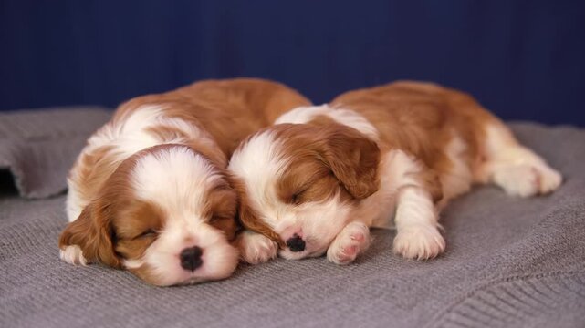 Two small Cavalier King Charles Spaniels lie on bed indoors. A cute puppy sleeping during a photo shoot. Beloved pet concept.