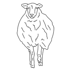 Sheep lamb hoof wool ear stroke © Vexels