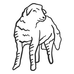 Sheep lamb hoof ear wool doodle © Vexels