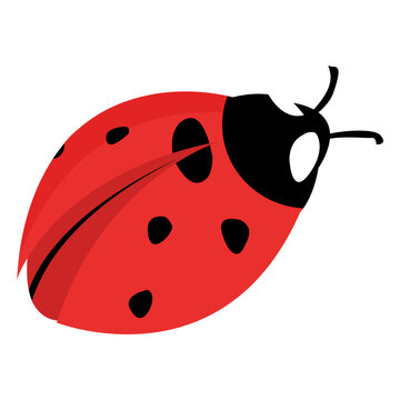 Flat ladybug image ladybug