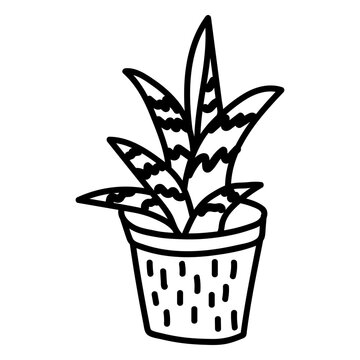 Gasteria succulent illustration