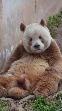 Rare brown panda bear sitting calmly on the muddy ground while relaxing in a sanctuary enclosure showing unique fur coloration patterns that distinguish this specific animal from the typical black and