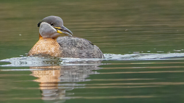 Red Necked Grebe in Fernan Lake Idaho
