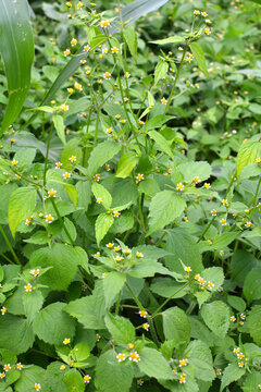 In the field it blooms galinsoga parviflora