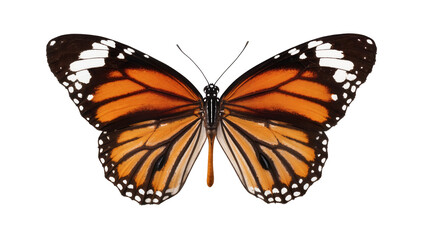 Isolated beautiful orange and black butterfly with open wings, elegant monarch insect on clean cutout. © Sorin