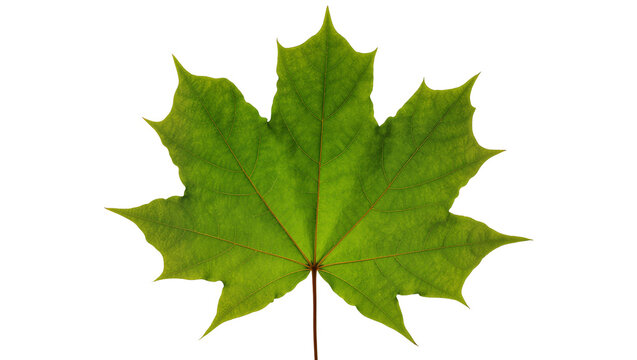 Isolated vibrant green maple leaf close-up with intricate veins on a studio shot