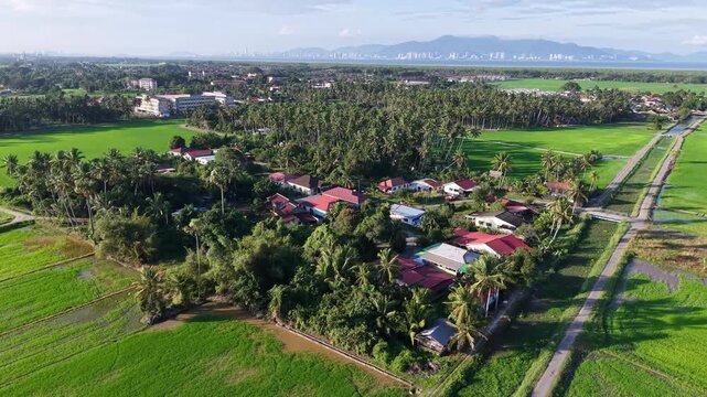 Drone view over Kampung Agong village rice paddies and coconut palms