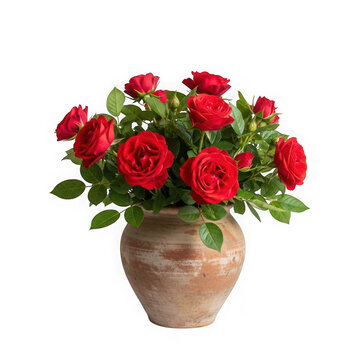 A bouquet of red roses in a brown vase isolated on transparent background