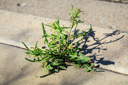 Bright green Prickly Lettuce (Lactuca serriola), also known as Compass Plant or Wild Lettuce, a fast-growing annual or biennial weed found in a narrow gap where two light gray concrete slabs meet