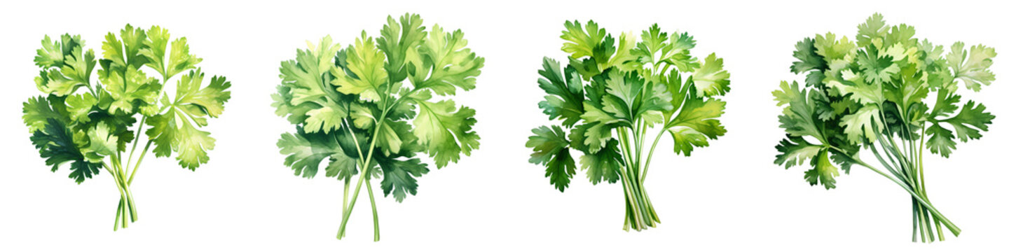 Fresh cilantro bunches are arranged against a dark background in watercolor style