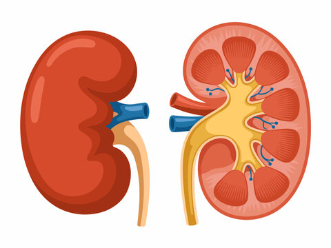 Anatomical of human kidney showing outer cortex and inner medulla with vessels anatomy