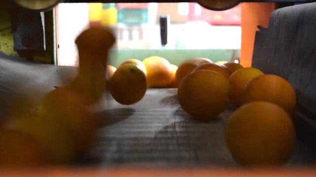 The working of citrus fruit in a modern warehouse: tarocco oranges in the conveyor belt of a machine for the automated calibration process