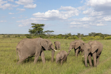 Elephant Family © George Erwin Turner