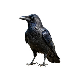 Fototapeta premium Detailed digital painting of a majestic crow standing tall against a black backdrop