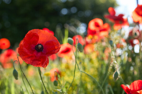 Poppy flowers close-up in a poppy field in the summer in the sun. Selective focus