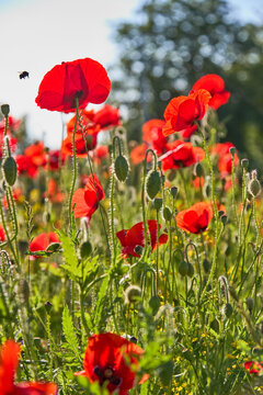 Poppy flowers close-up in a poppy field in the summer in the sun. Selective focus