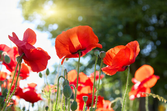 Poppy flowers close-up in a poppy field in the summer in the sun. Selective focus