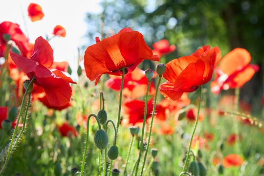 Poppy flowers close-up in a poppy field in the summer in the sun. Selective focus