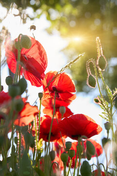 Poppy flowers close-up in a poppy field in the summer in the sun. Selective focus
