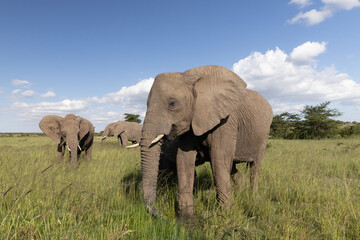 Fototapeta premium Peaceful Elephants