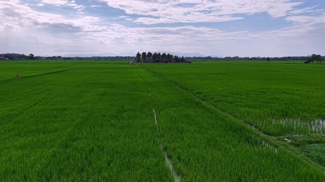 Aerial Labuh Banting Rice Fields with Coconut Grove