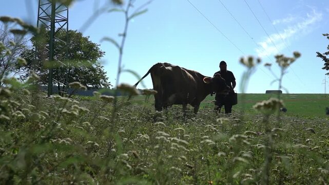 Farmer walking with a cow in a sunny field