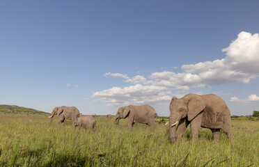 Obraz premium Elephant Herd