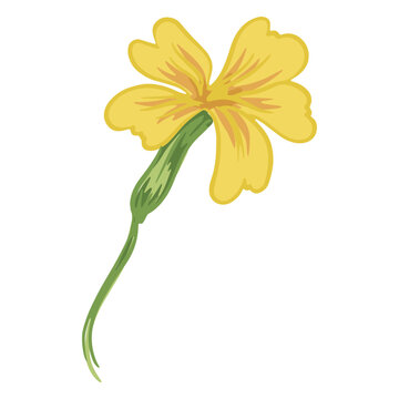 Yellow jessamine illustration