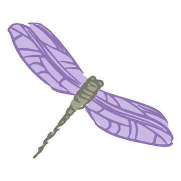 Purple dragon-fly