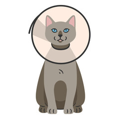 Fototapeta premium Cat with Neck Cone