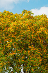 Fototapeta premium Golden shower tree with dense blossoms