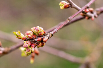 pąki liści jabłonki  © Grzegorz
