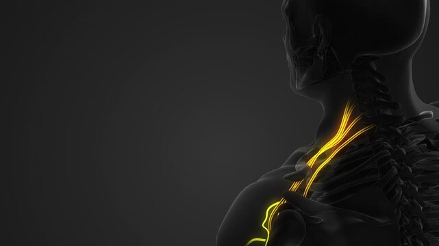 Left Brachial Plexus Terminal Nerves Anatomy