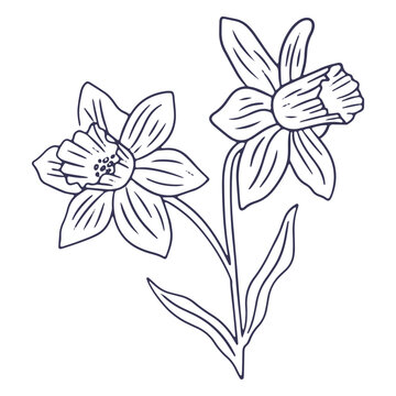 Daffodils flowers