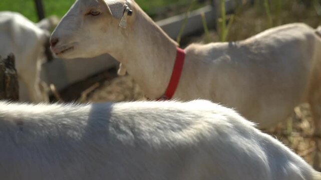 Domestic white saanen goats chewing on farm