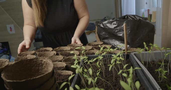 A gardener prepares biodegradable peat pots for planting, carefully filling each container with soil. The gardener is preparing to transplant young tomato seedlings into the garden.