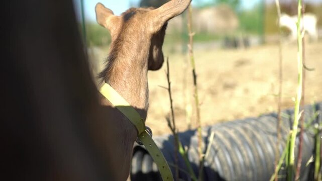 Young brown goat chewing branches in a farmyard