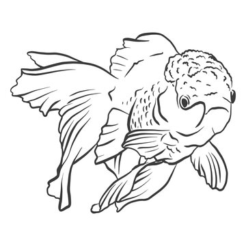 Black and white drawing of a goldfish