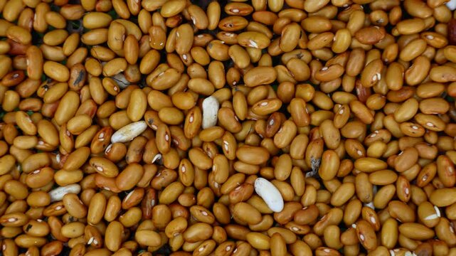 Panoramic view of a large quantity of beans. Concept of plant-based nutrition, vegetarian food, and a rich source of vegetable protein. Healthy eating, natural food, and organic products.