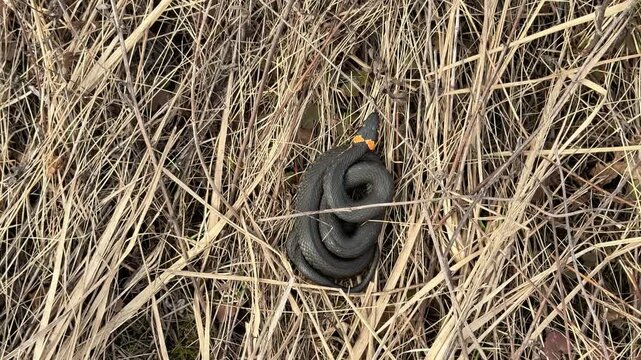 Grass snake, Natrix natrix, coiling in dry autumn grass, showcasing camouflage in its natural habitat