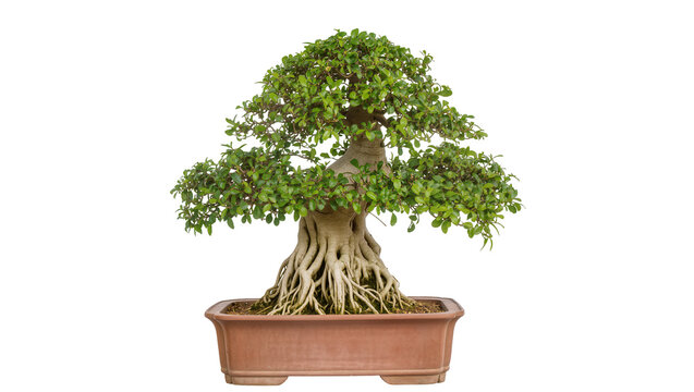 Isolated stunning Ficus bonsai tree with lush green foliage and elaborate exposed roots