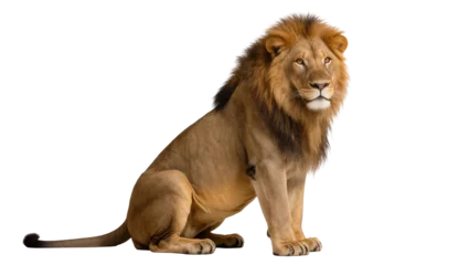 Fototapete Löwe Isolated majestic male lion sitting gracefully, looking at camera with striking yellow eyes  © Iura
